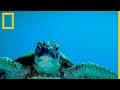 Tortugas Marinas 101 National Geographic En Español