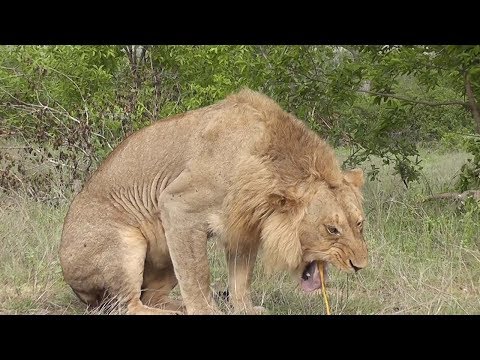 Vomiting Lion Looks Like Cat