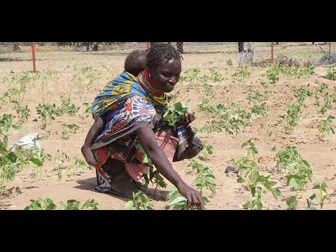 Defying odds: Turkana men take up women's role