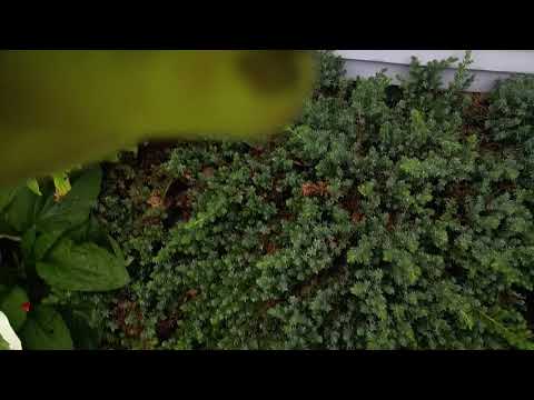 Wasps in Bush Threatens Landscapers in Bridgewater, NJ