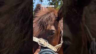 Download lagu Eps 110 | Natural Horse Breeding Process | MR Stable Documentary #pets #horse #animals #nature #fyp mp3