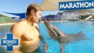 10 Most Unbelievable Wildlife Patients | Bondi Vet
