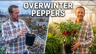 Overwinter Pepper Plants Like a Pro | Full Tutorial