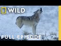 She Wolf The Yellowstone Legend SPECIAL National Geographic