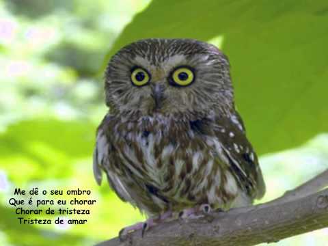 Bom Dia, Tristeza video