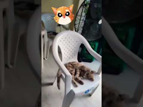 Una envidia la vida de los gatunos😁