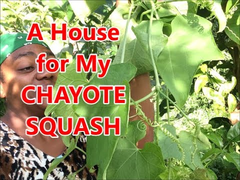 How to make a CHAYOTE HOUSE - How to grow CHAYOTE SQUASH Vines- Country life