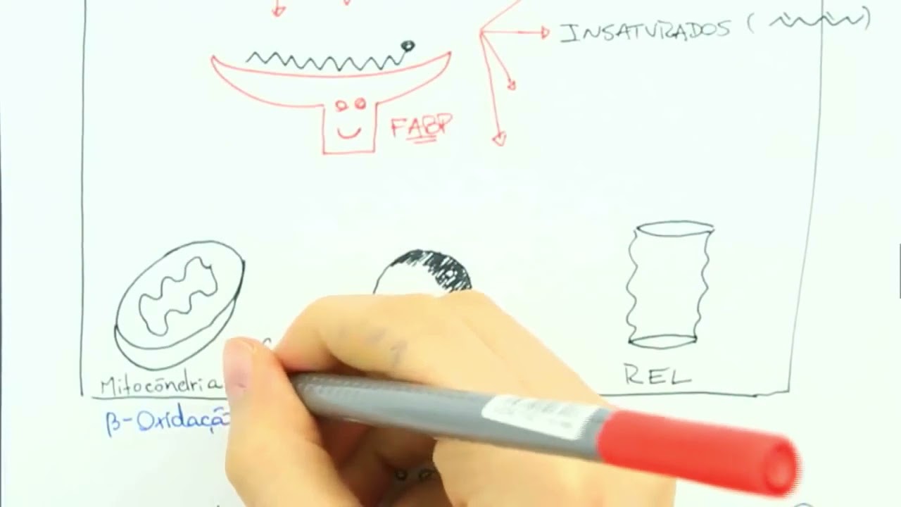 TRANSPORTE ÁCIDOS GRAXOS INTRACELULAR
