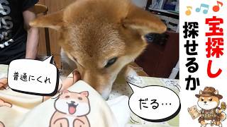 柴犬の宝探し!見つけられるかな!? #犬のいる暮らし #どんぐり