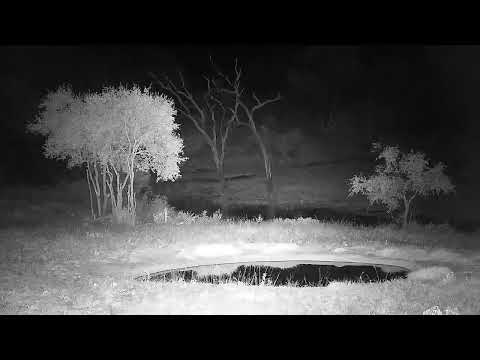 Djuma: Hyena walks by, then alert Impalas, then two Hyenas - 20:38 - 06/06/2022