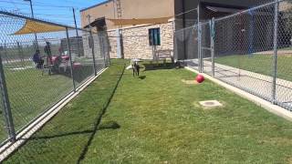 Boo Radley - 6-9 mo retriever - neutered male