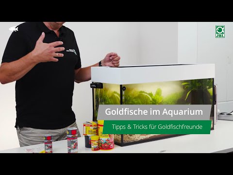 JBL TV #25: Goldfische im Aquarium - Tipps & Tricks zur Pflege