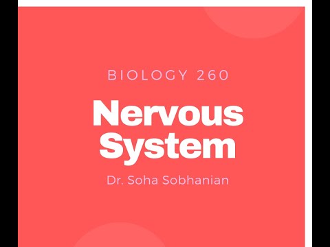 Central Nervous System Part 2 Anatomy