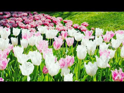 "Kiss in the Rain" 로맨틱한 수면음악 - 꿈속에 너와 나