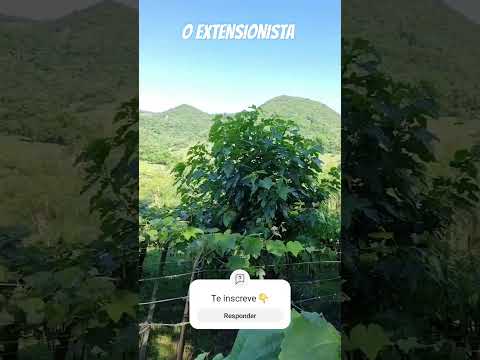 Vinhedos de Silveira Martins #fruticultura #natureza #turismorural #riograndedosul