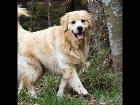 Vivant et non vivant