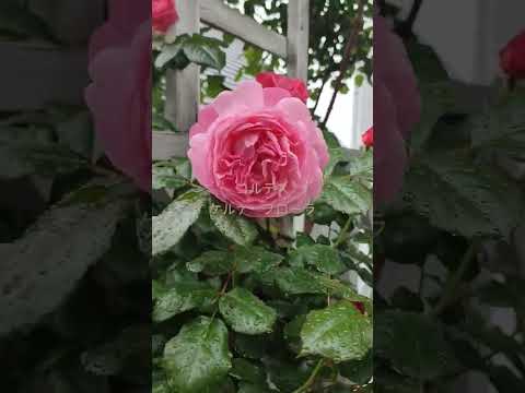 つるバラ「バーデナー・ゾンマーグリュス」 植物