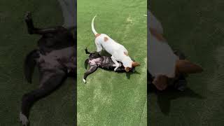 Video preview image #1 Labrador Retriever-Unknown Mix Puppy For Sale in The Woodlands, TX, USA
