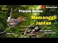 The Sound Of A Female Prenjak Bird Calling Males Attract