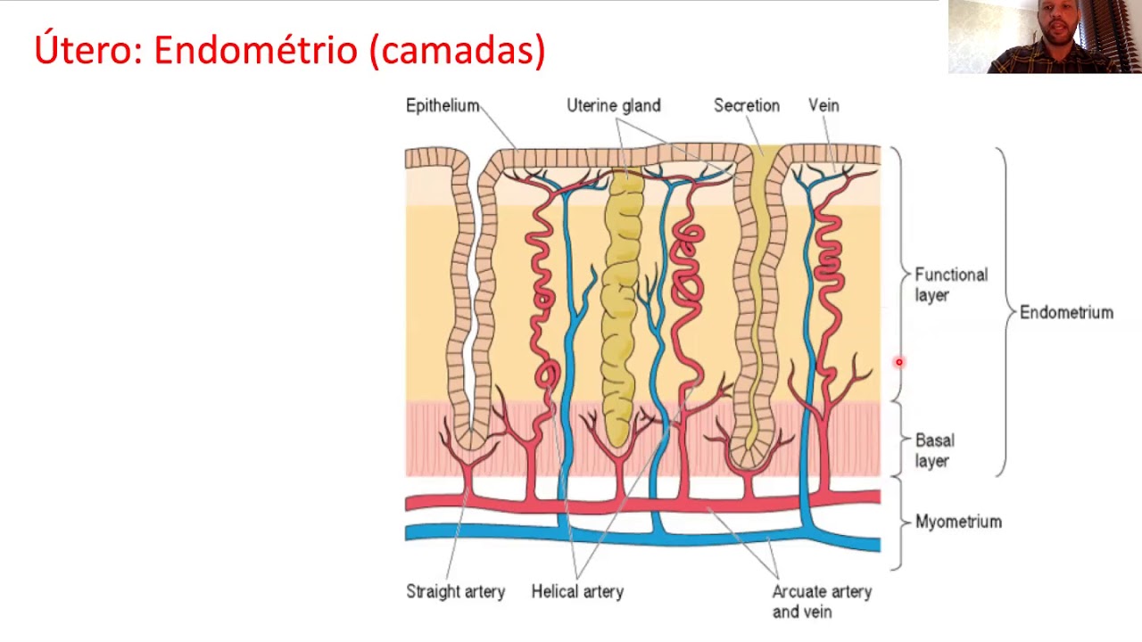 Controle Hormonal do Ciclo Sexual Feminino: Ciclo Estral - Vet/UNESP