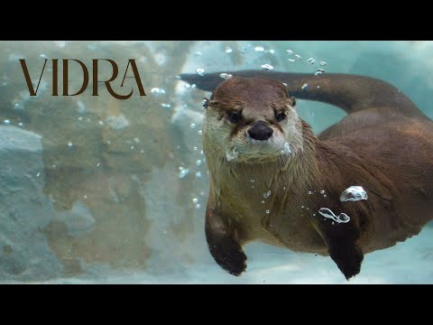 #Vidra - #FAUNA ROMANIEI Ep 17 - Episod revizuit
