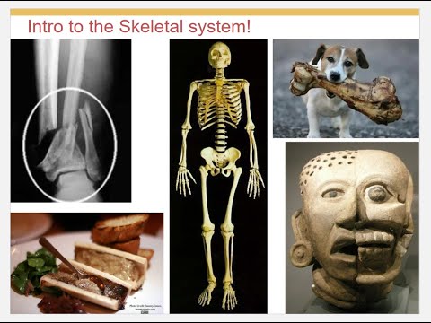6. and 7.  .2 Bio 201, Lecture 6, The Skeleton part 2