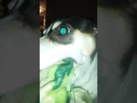 Vicious dog attacks frog!!
