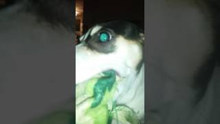 Vicious dog attacks frog!!