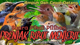 Download lagu SUARA PIKAT BURUNG PRENJAK RIBUT MENJERIT. KOMBINASI SOGON DAN KEMADE. TERBARU.. mp3 Download lagu SUARA PIKAT BURUNG PRENJAK RIBUT MENJERIT. KOMBINASI SOGON DAN KEMADE. TERBARU.. mp3
