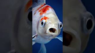 Download lagu UBUR-UBUR IKAN LELE😂#shorts mp3 Download lagu UBUR-UBUR IKAN LELE😂#shorts mp3