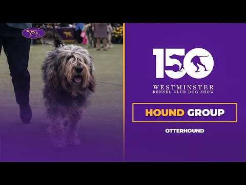 Otterhounds | Breed Judging 2026