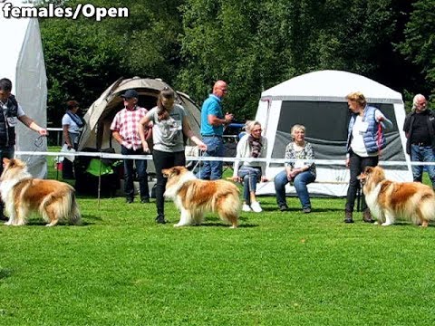 COLLIE Rough Dog Show SRA Bad Soden 20.08.2017 [part2of2]