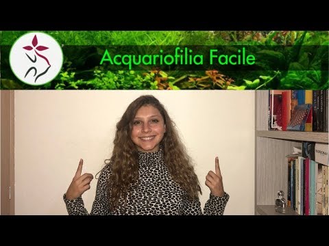 I PRIMI PASSI PER UN ACQUARIO FACILE (parte 3)