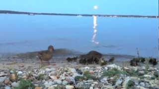 preview picture of video 'Super Moon rising over Traverse City Michigan's West Bay ... and some ducklings'