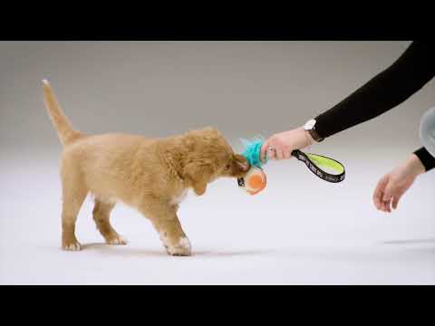 Noora introduces OneMind Dogs Puppy Training