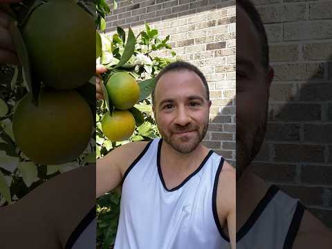 3 Early COLD HARDY Citrus Trees For BIG Fall Harvests!