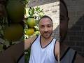 3 Early COLD HARDY Citrus Trees For BIG Fall Harvests!