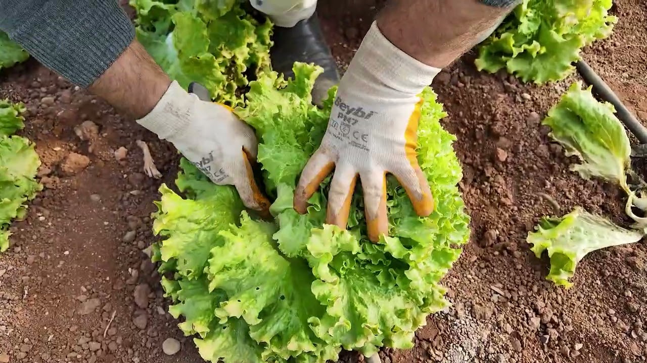 BÜYÜKŞEHİR SERALARINDA KIŞLIK SEBZE HASADI BAŞLADI