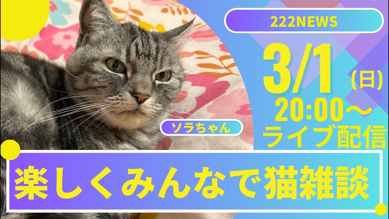 猫好きによる猫好きのための猫ライブ配信🐱【2026/3/1】