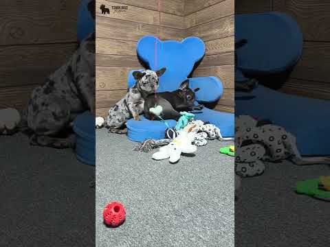 Video 2