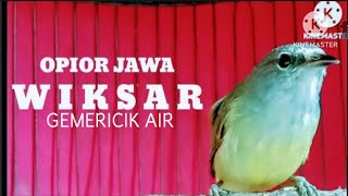 Download lagu SUARA BURUNG ‼️ OPIOR JAWA NGERIWIK VARIASI_MERANGSANG BUNYI OPIOR BAHAN@KICAU_CHANEL24 mp3