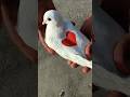 Kabutar Love Status ️ Kabootar Video Viral Shorts