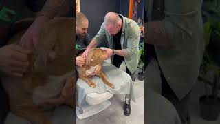 #chiropractic #chiropractor #animals @boneshandsanimals