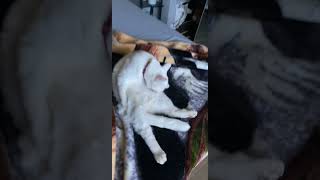 Turkish Van Cats Videos