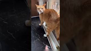 #cat #cute #catvideo #cutecat #funnyvideo #studywithmeandmycat #funny