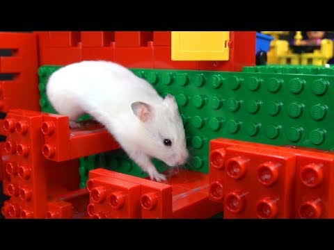 Carrera de obstáculos para hamster