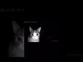 Kitty S Always Watching Cat Kitten Meow
