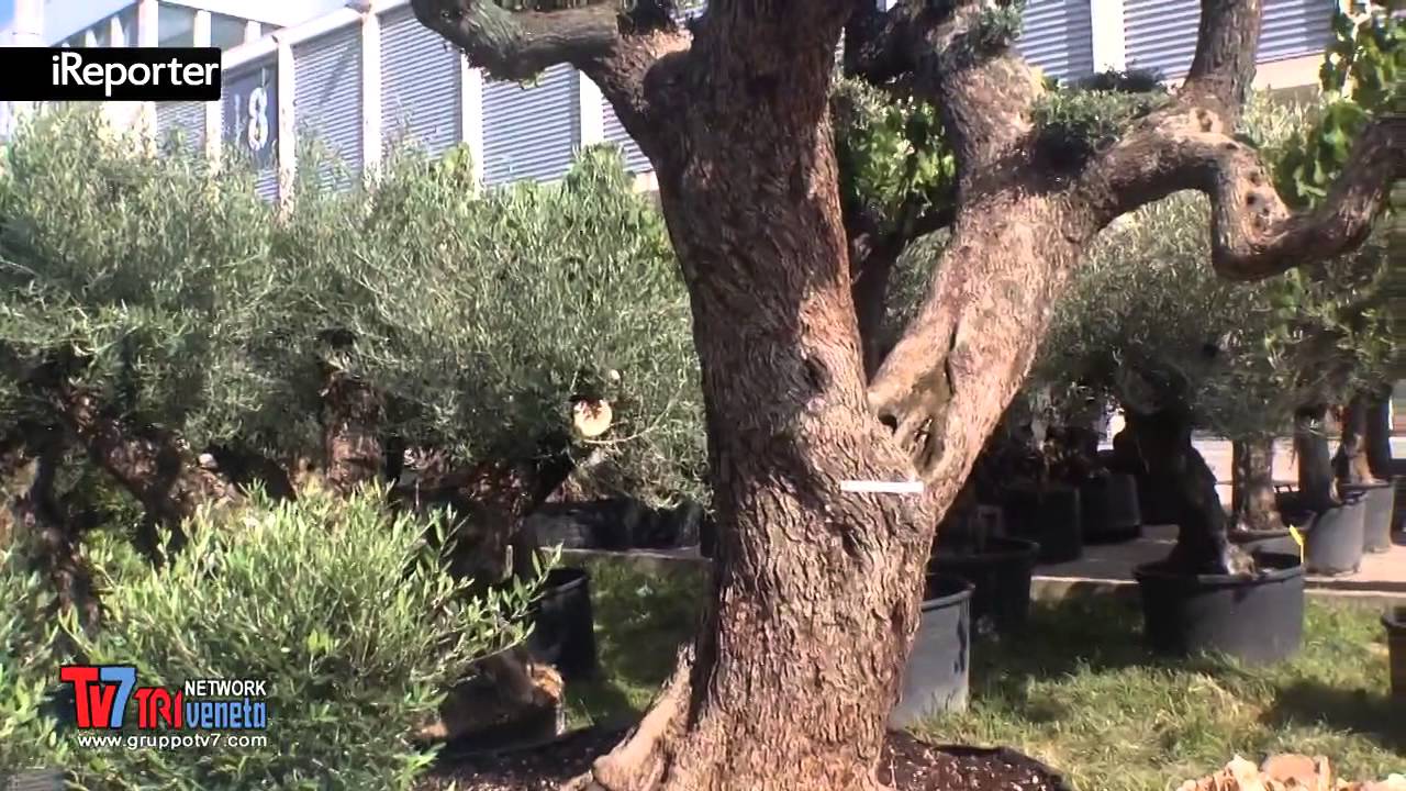 ULIVI SECOLARI, COME RICONOSCERLI