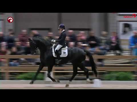 Kjento VDL Stud Stallionshow 2020