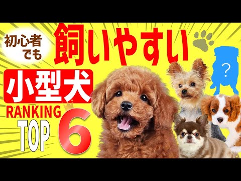 しつけやすい犬種10選